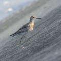 Wild bird : 0155