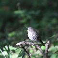 Wild bird : 0156