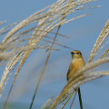 Wild bird : 0157