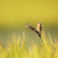 Wild bird : 0158