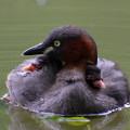 Wild bird : 0014