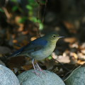 Wild bird : 0159