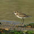 Wild bird : 0160