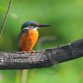 Wild bird : 0161