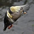 Wild bird : 0162