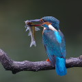 Wild bird : 0163