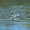 Wild bird : 0164