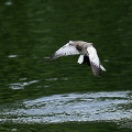 Wild bird : 0165