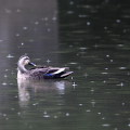 Wild bird : 0166