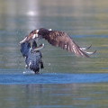 Wild bird : 0168