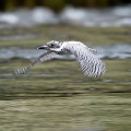 Wild bird : 0015