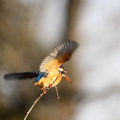 Wild bird : 0169