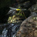 Wild bird : 0170