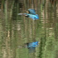 Wild bird : 0171