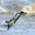 Wild bird : 0172