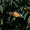 Wild bird : 0173