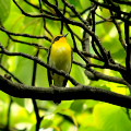Wild bird : 0175