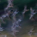 Wild bird : 0176