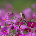 Wild bird : 0177