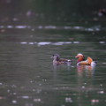 Wild bird : 0178