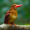 Wild bird : 0016