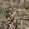 Wild bird : 0180