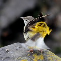 Wild bird : 0181