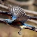 Wild bird : 0182