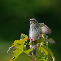 Wild bird : 0183
