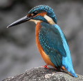 Wild bird : 0184