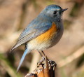Wild bird : 0185