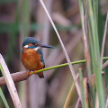 Wild bird : 0186