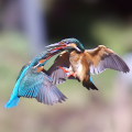 Wild bird : 0017