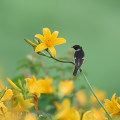 Wild bird : 0018