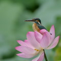 Wild bird : 0020