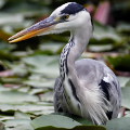 Wild bird : 0021