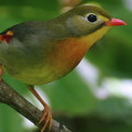 Wild bird : 0022
