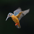 Wild bird : 0023