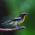 Wild bird : 0024