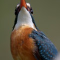 Wild bird : 0025