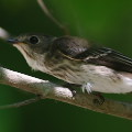 Wild bird : 0026