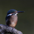 Wild bird : 0027