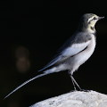 Wild bird : 0028