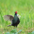 Wild bird : 0001