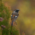 Wild bird : 0029