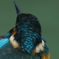 Wild bird : 0031