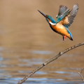 Wild bird : 0032