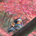 Wild bird : 0033