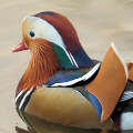 Wild bird : 0034