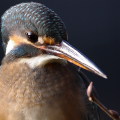 Wild bird : 0035